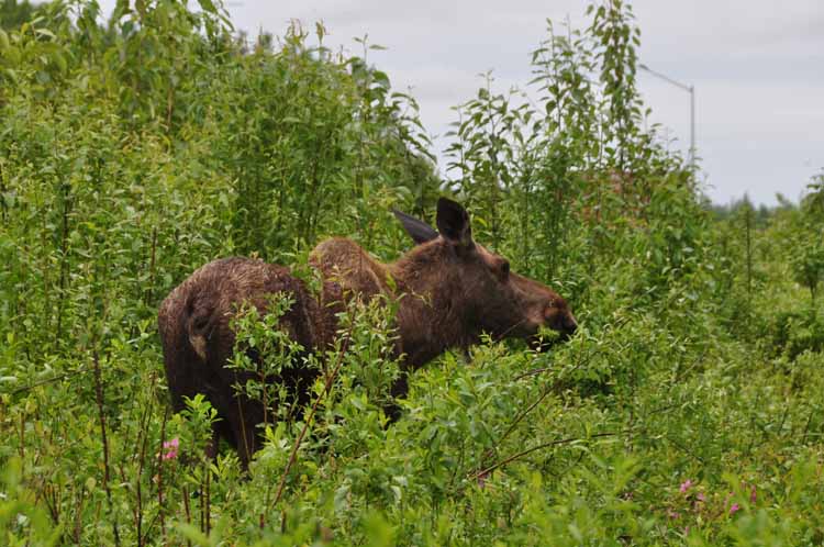moose